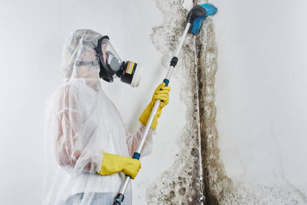 Best Mold Damage Repair  in Church Hill, PA