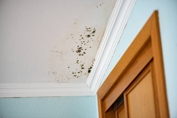 Best Certified Mold Removal  in Church Hill, PA