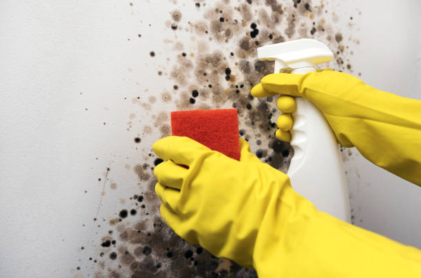 Crawl Space Mold Removal in Church Hill, PA