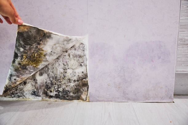 Best Local Mold Removal Service  in Church Hill, PA